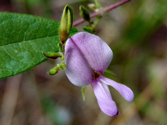 {Galactia volubilis}